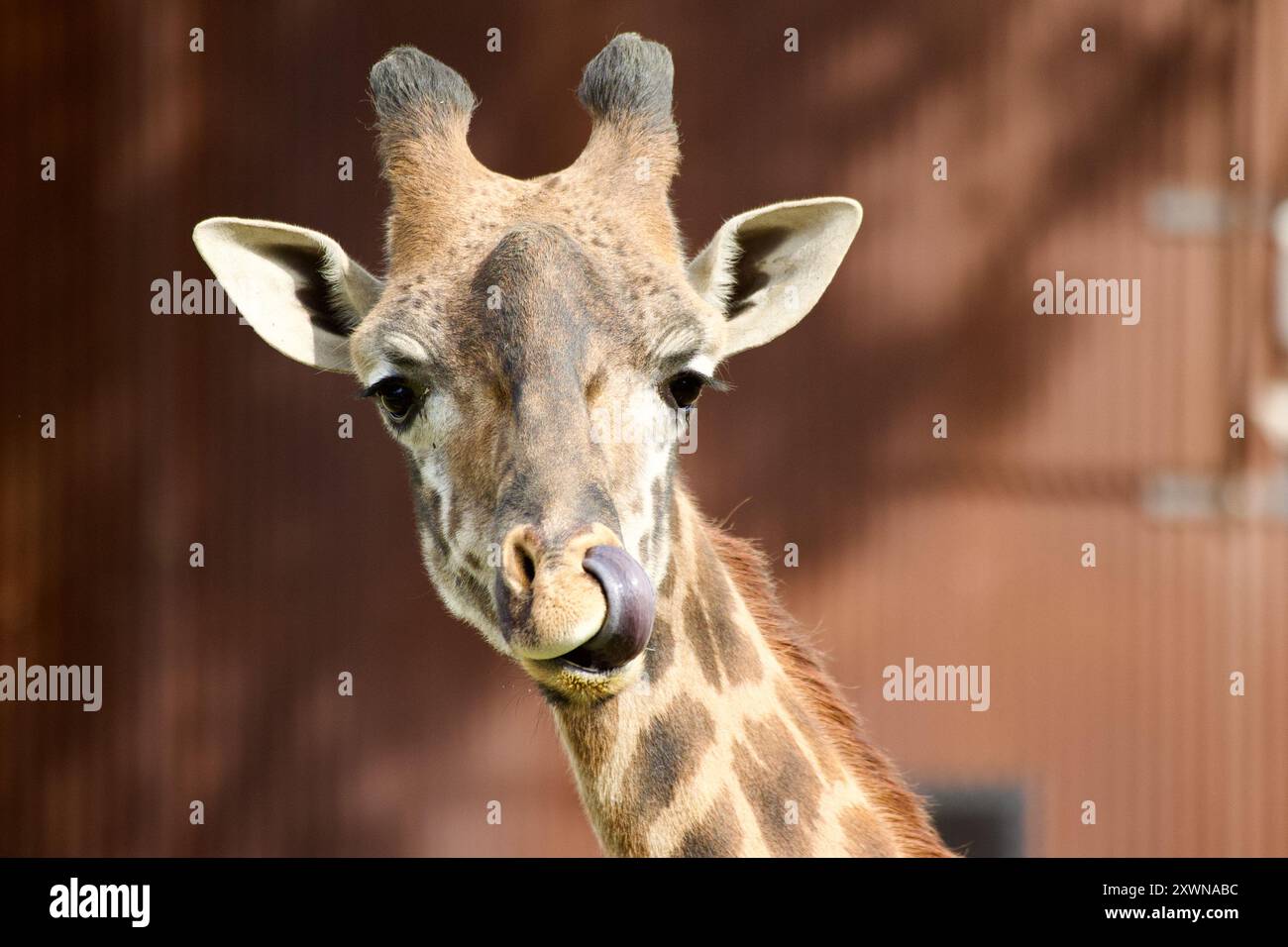 Giraffe Tongue Nose Close Up Shot Of A Giraffe Tongue · Free Stock