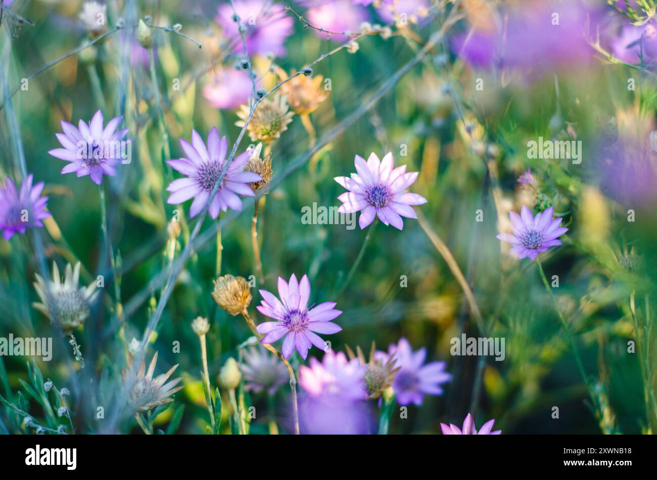 Annual spring wildflowers hi-res stock photography and images - Alamy