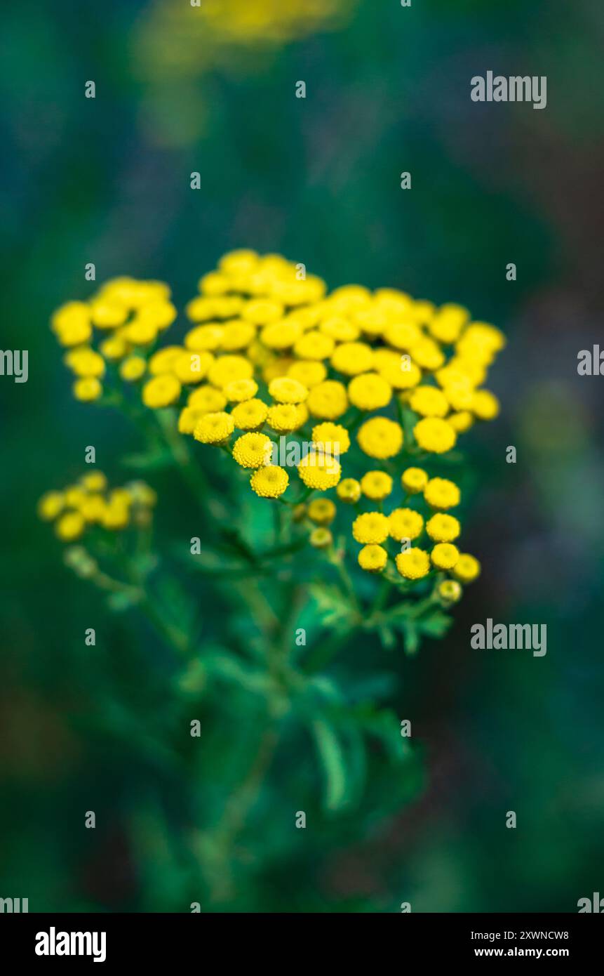 Close up yellow costmary plant Stock Photo