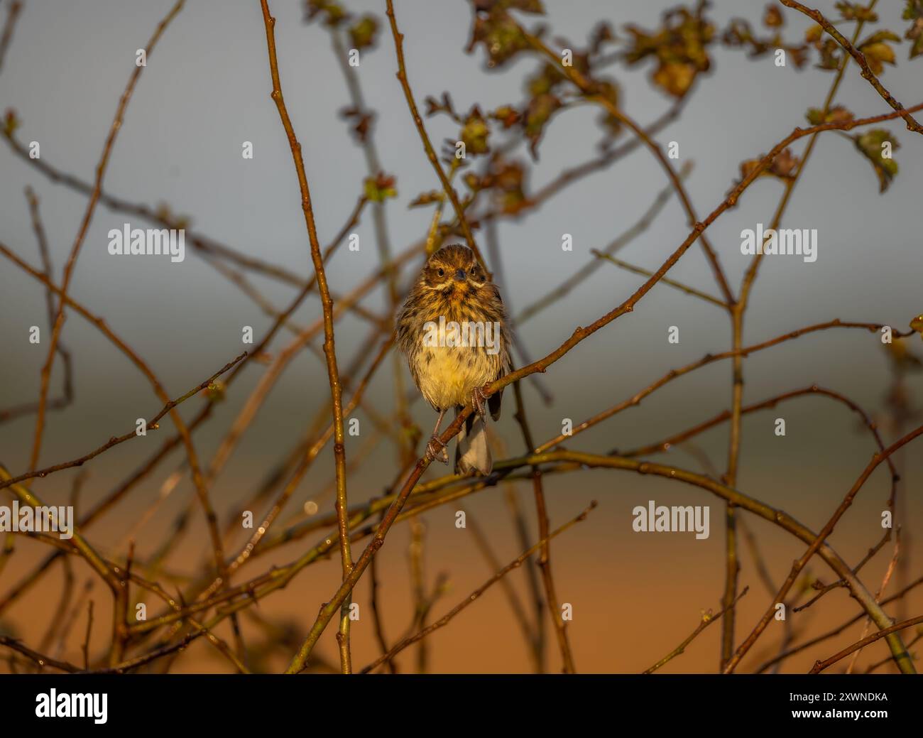 Reed bunting in the golden hour hi-res stock photography and images - Alamy