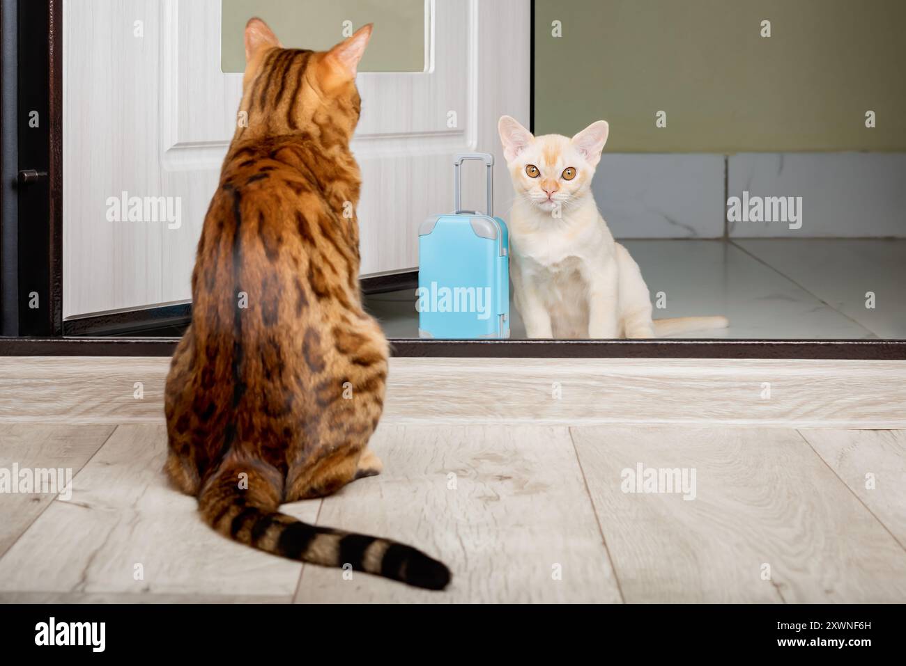 An adult cat and a small kitten with a suitcase in the doorway. The appearance of a new cat in the house. Stock Photo