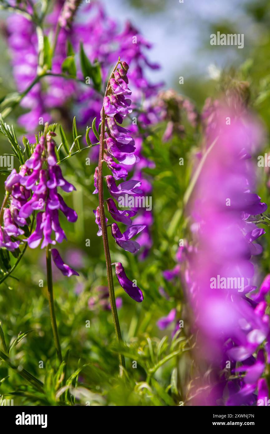 Vetch, vicia cracca valuable honey plant, fodder, and medicinal plant ...