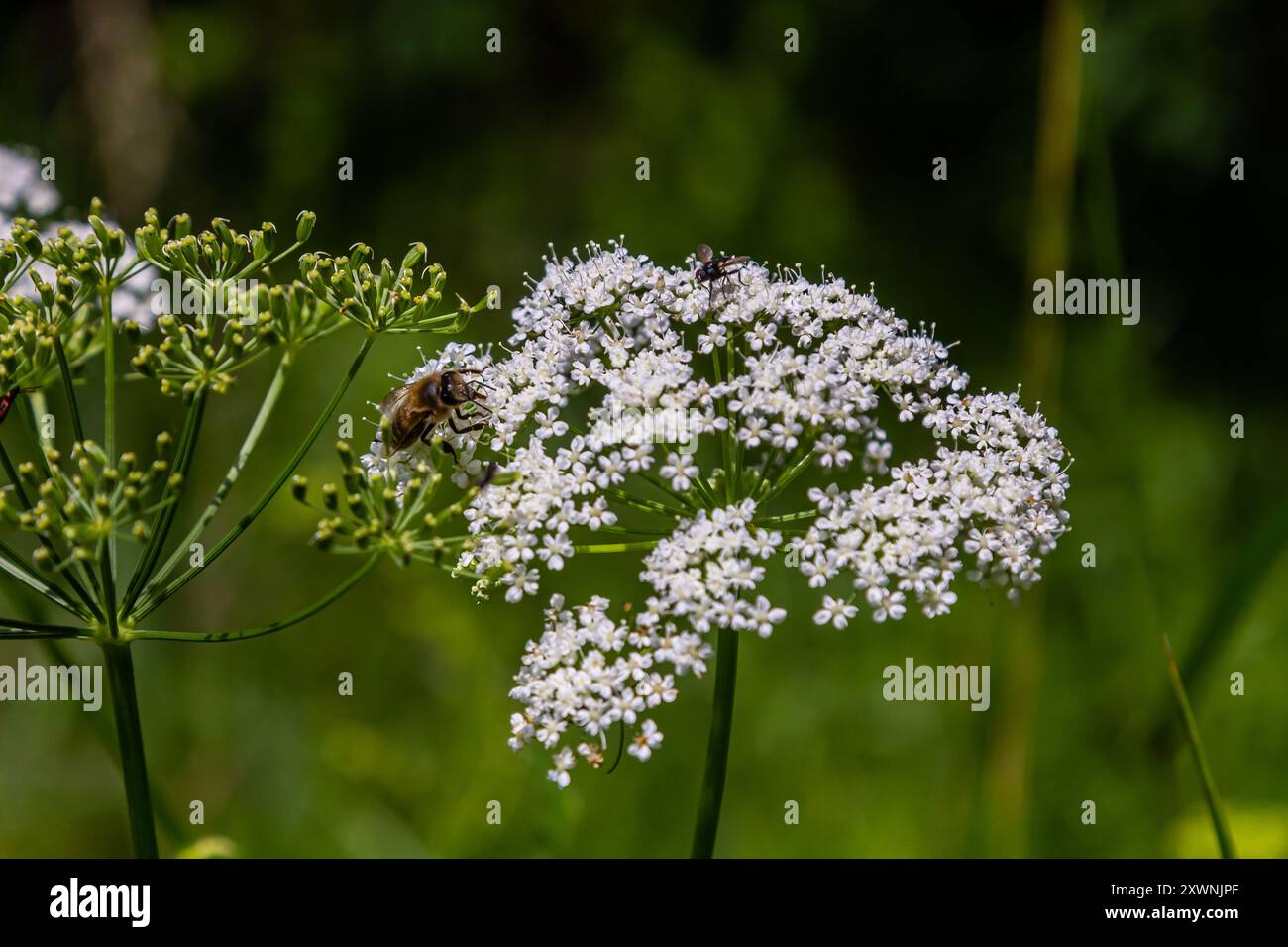 white inflorescence and green leaves of Aethusa cynapium plant. Stock Photo