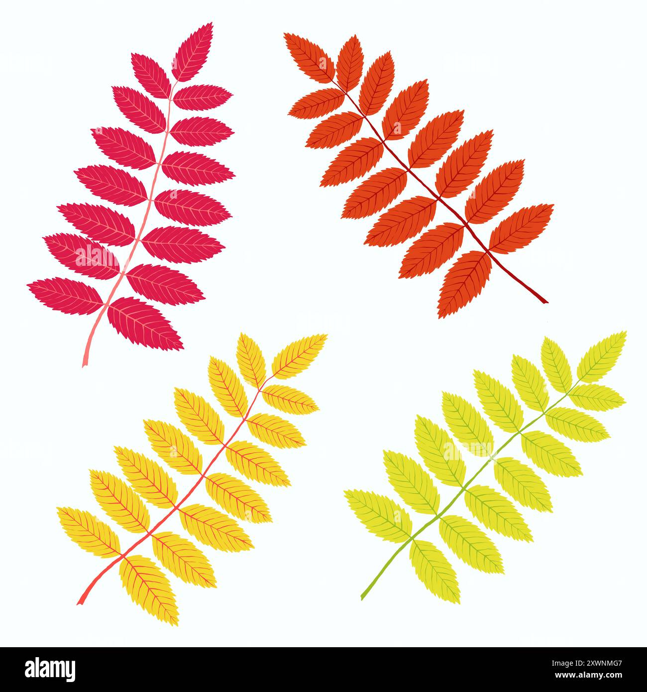 Autumn leaves on white background Stock Vector Image & Art - Alamy