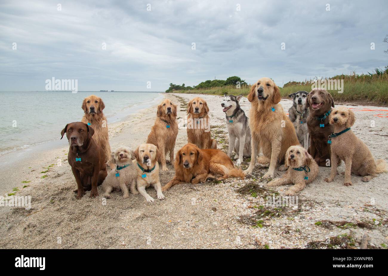 Large group of assorted dogs sitting on a beach, Florida, USA Stock ...