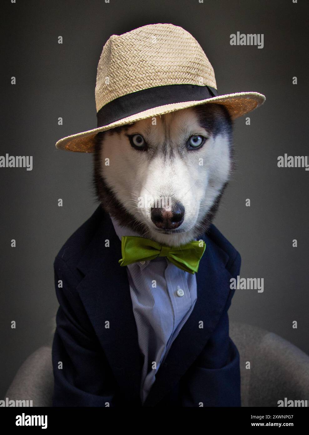 Close up of a husky dressed in a suit with a bow tie and panama hat Stock Photo Alamy