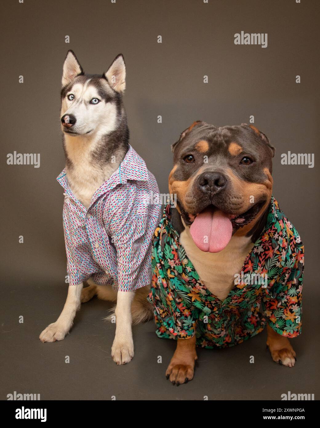 Siberian husky and a pit bull mix dog sitting side by side wearing open collar shirts and looking cool Stock Photo