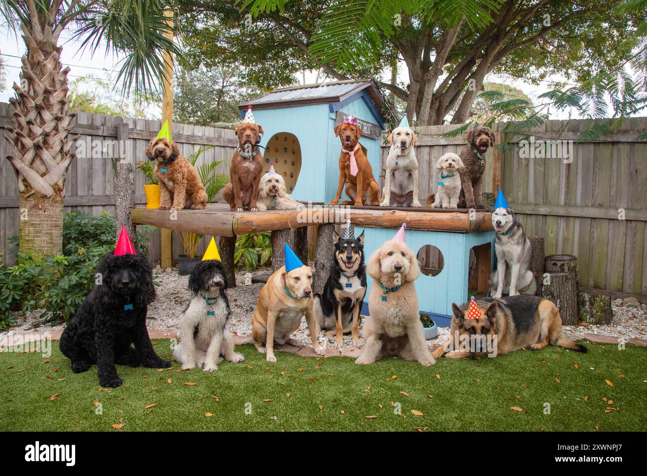 Party Cockapoo Cockapoo side view hi-res stock photography and images - Alamy