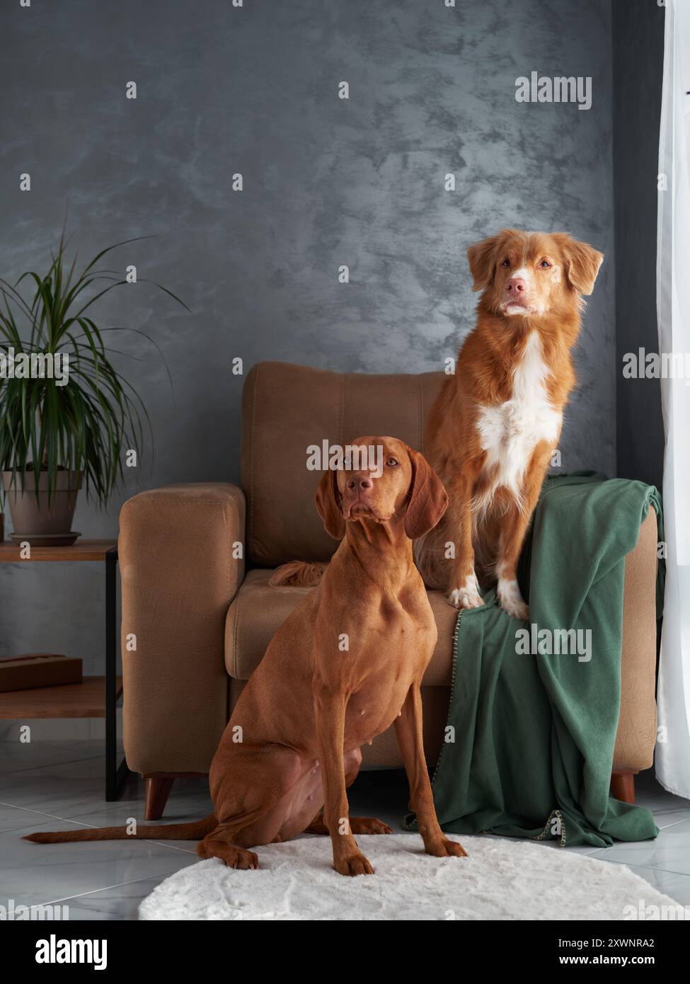 two dogs in a living apace. Vizsla and Nova Scotia Duck Tolling