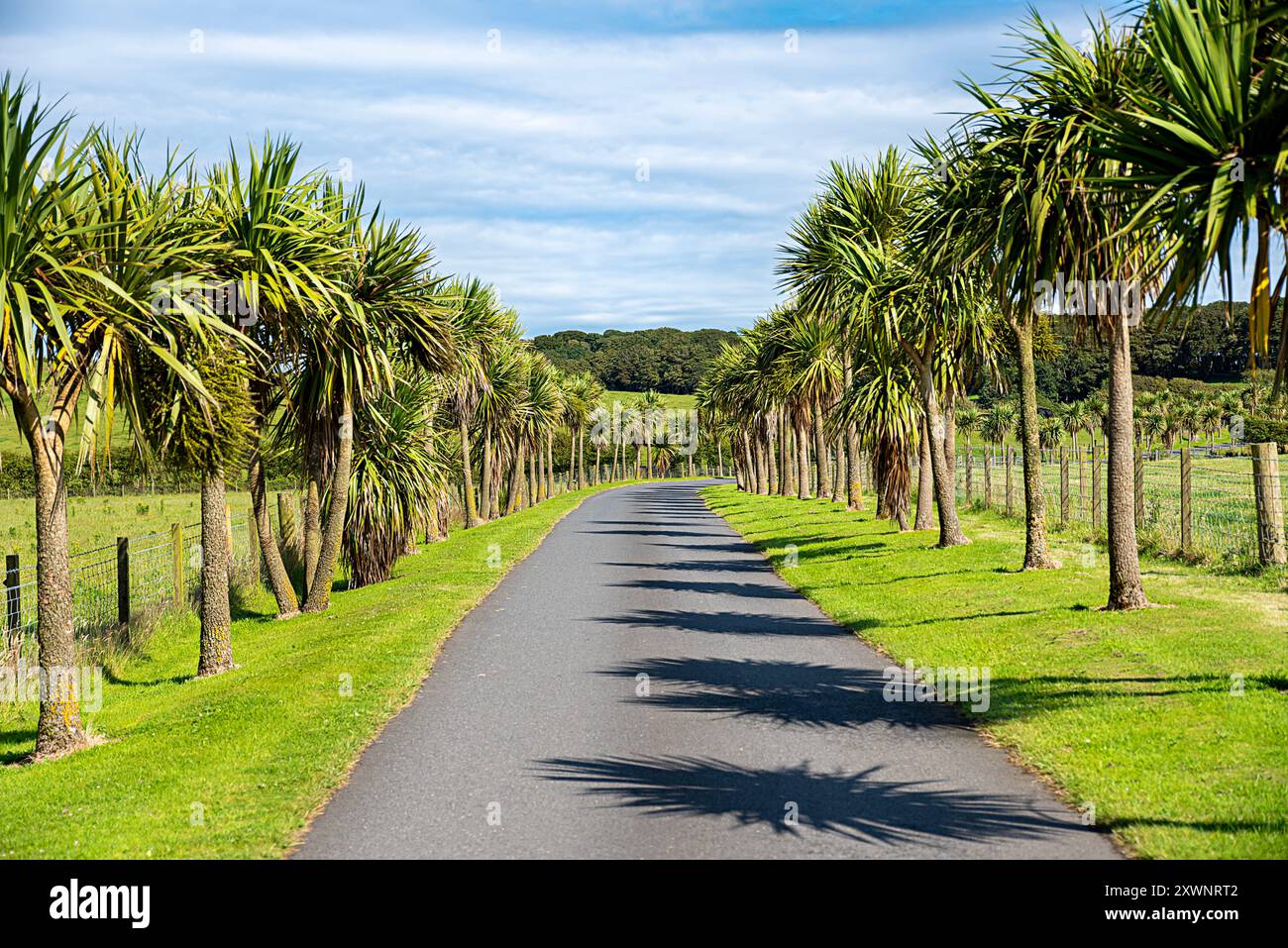 Green alley growing palm hi-res stock photography and images - Alamy