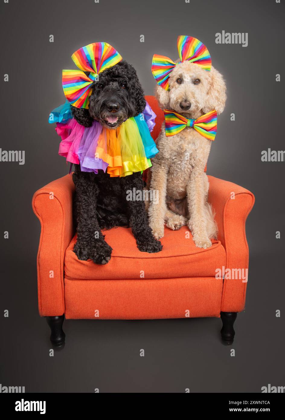 Labradoodle accessories 2025