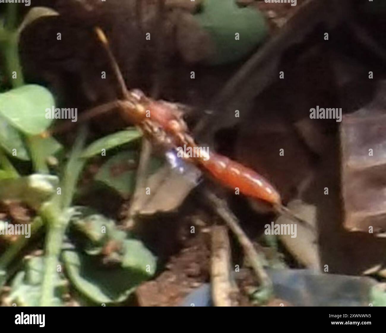 Bee Parasitizing Wasps (Labium) Insecta Stock Photo - Alamy