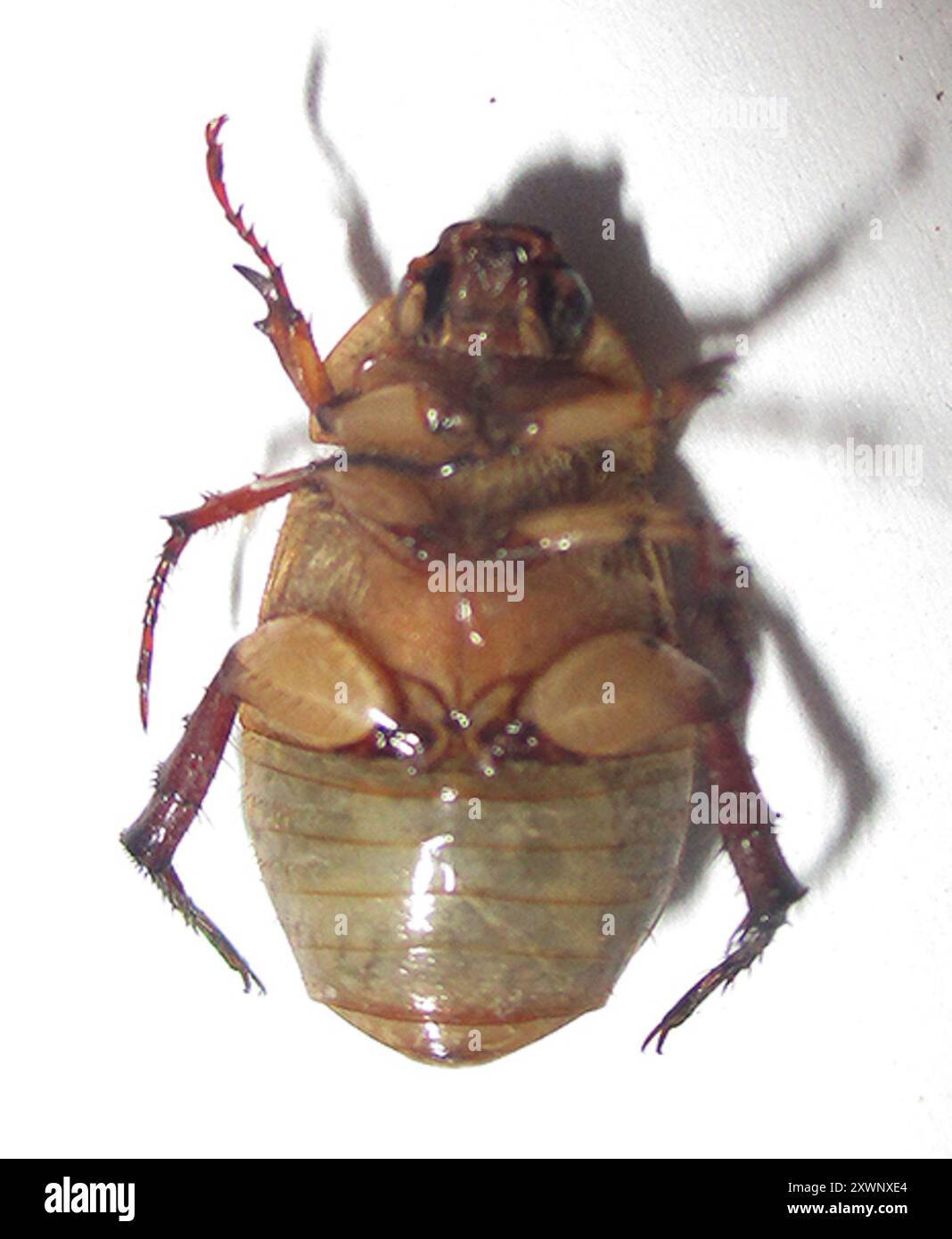 Pale Insect Pale and Green Leaf Chafers (Anomala) Insecta Stock Photo - Alamy
