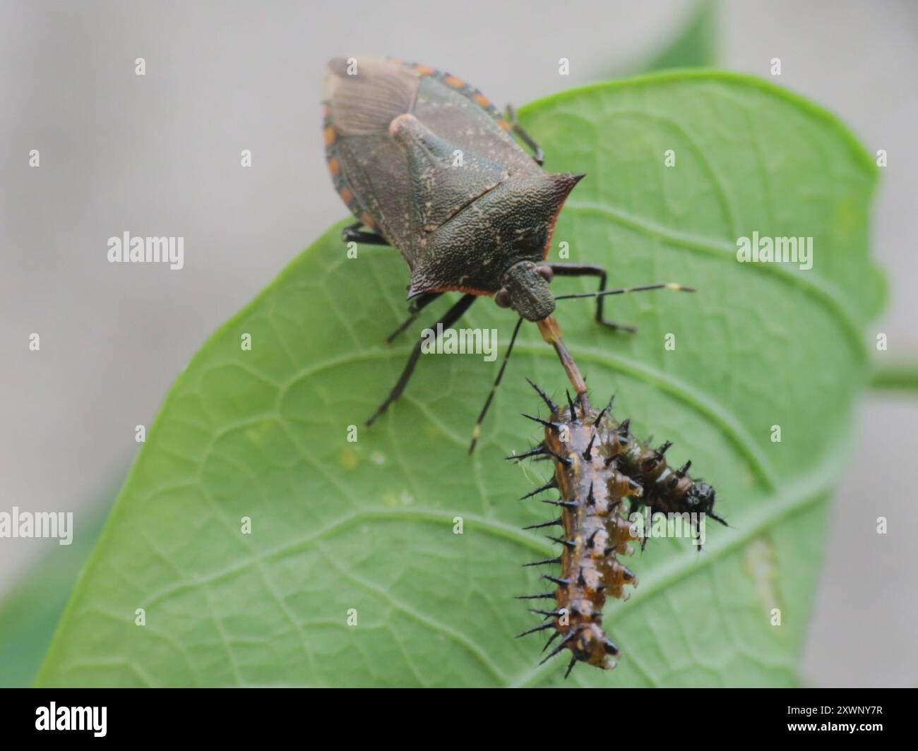 Podisis Insect (Podisus nigrispinus) Insecta Stock Photo - Alamy