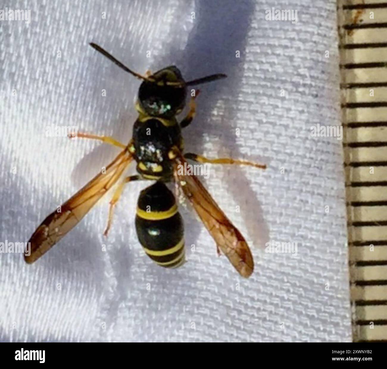 Bramble Mason Wasp (Ancistrocerus adiabatus) Insecta Stock Photo - Alamy