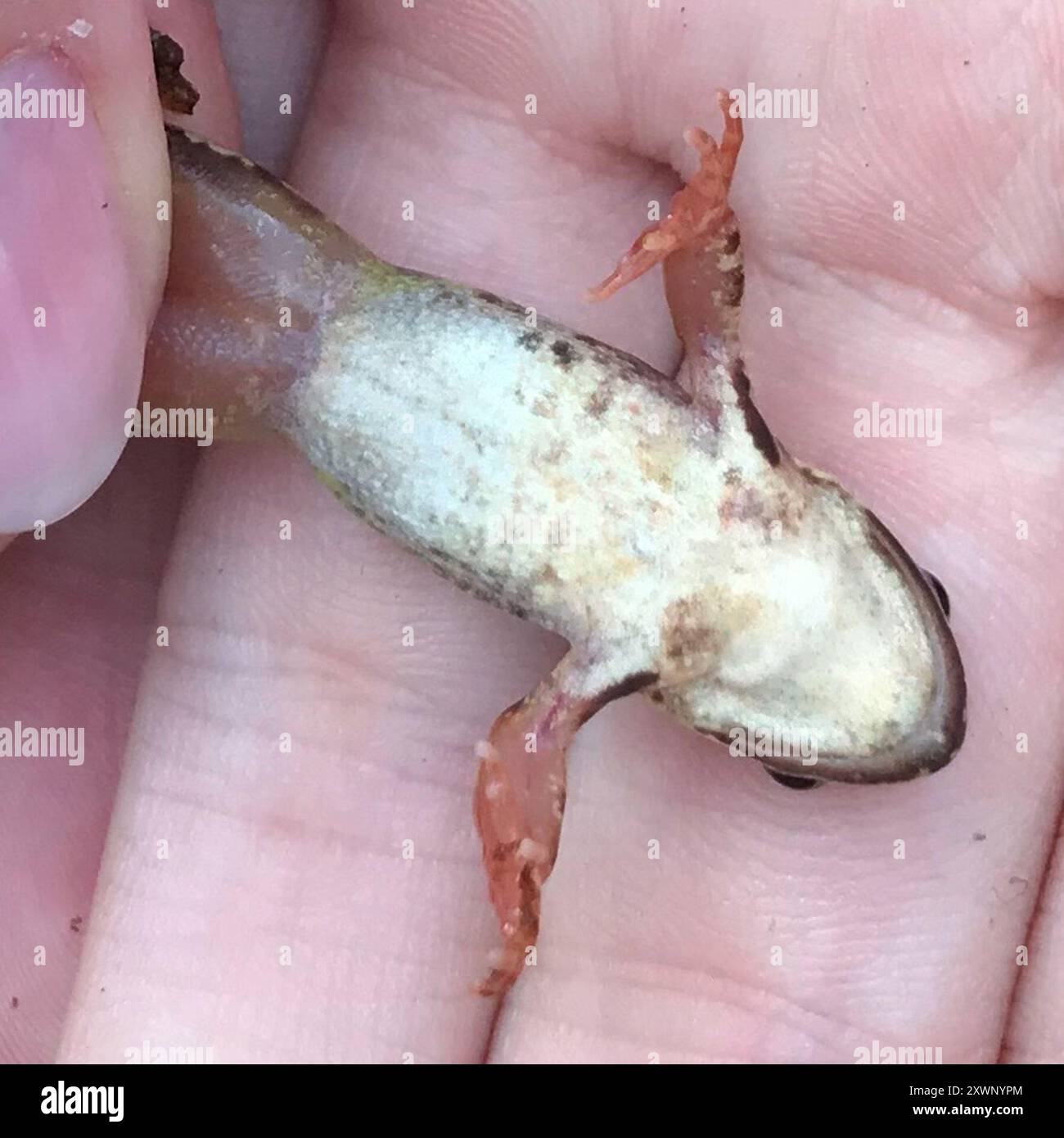 European Common Frog (Rana temporaria) Amphibia Stock Photo - Alamy