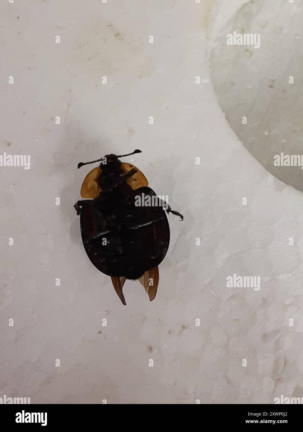 Carrion Inset American Carrion Beetle (Necrophila americana) Insecta Stock Photo - Alamy