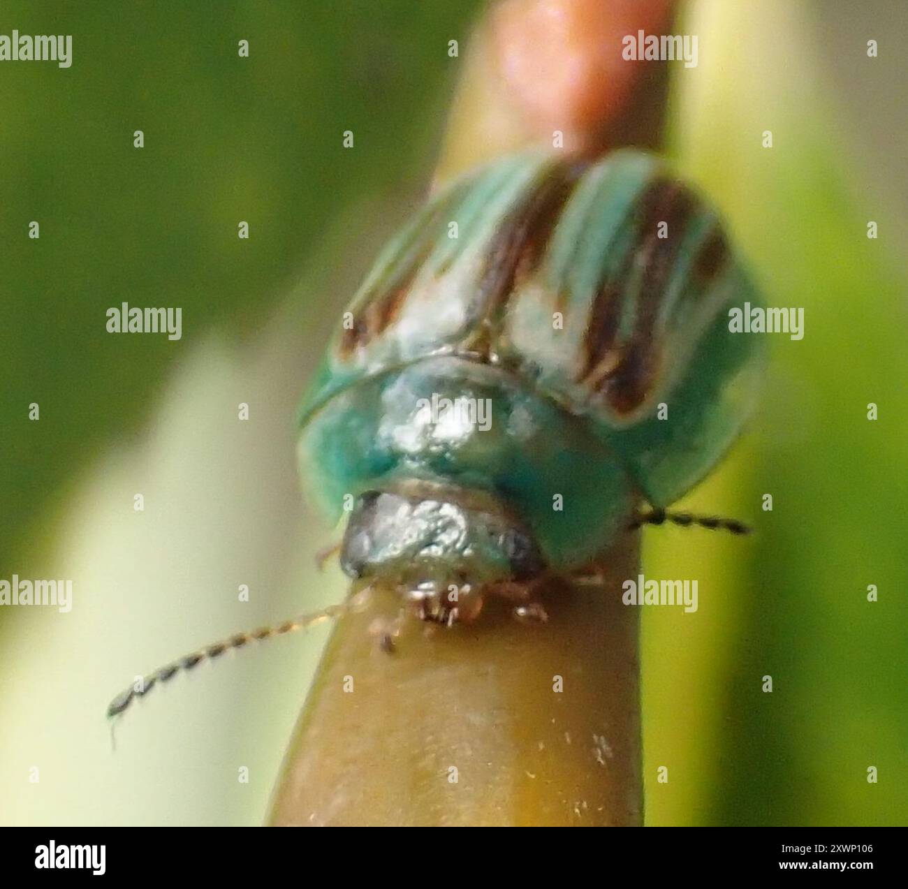 Blight Insect Fireblight Leaf Beetle (Peltoschema orphana) Insecta Stock Photo - Alamy