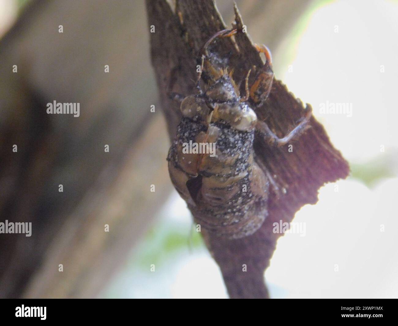 Typical Cicadas (Cicadidae) Insecta Stock Photo - Alamy