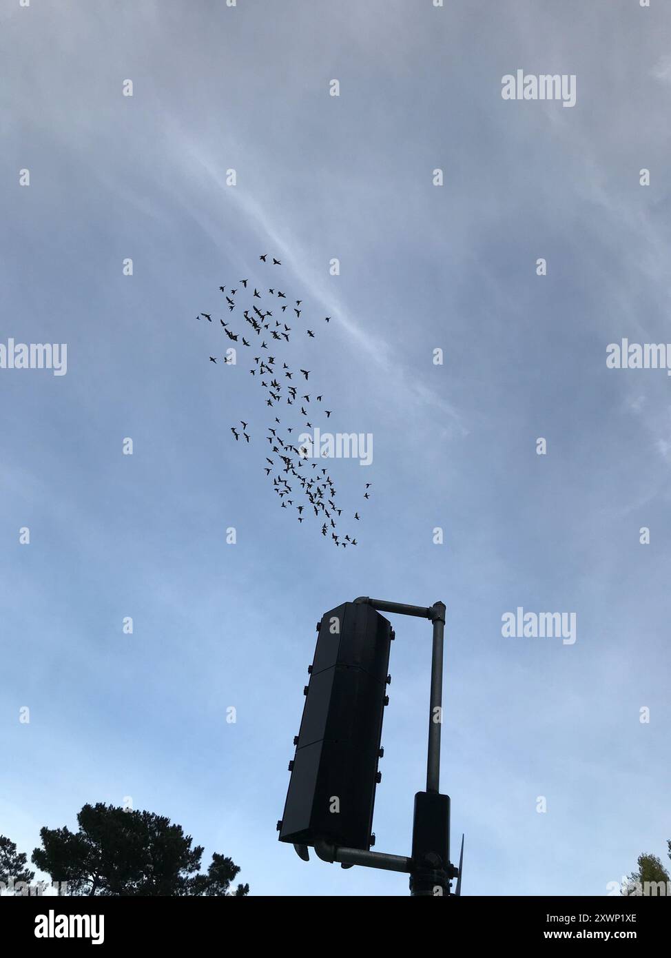 Redmasked Parakeet (Psittacara erythrogenys) Aves Stock Photo Alamy