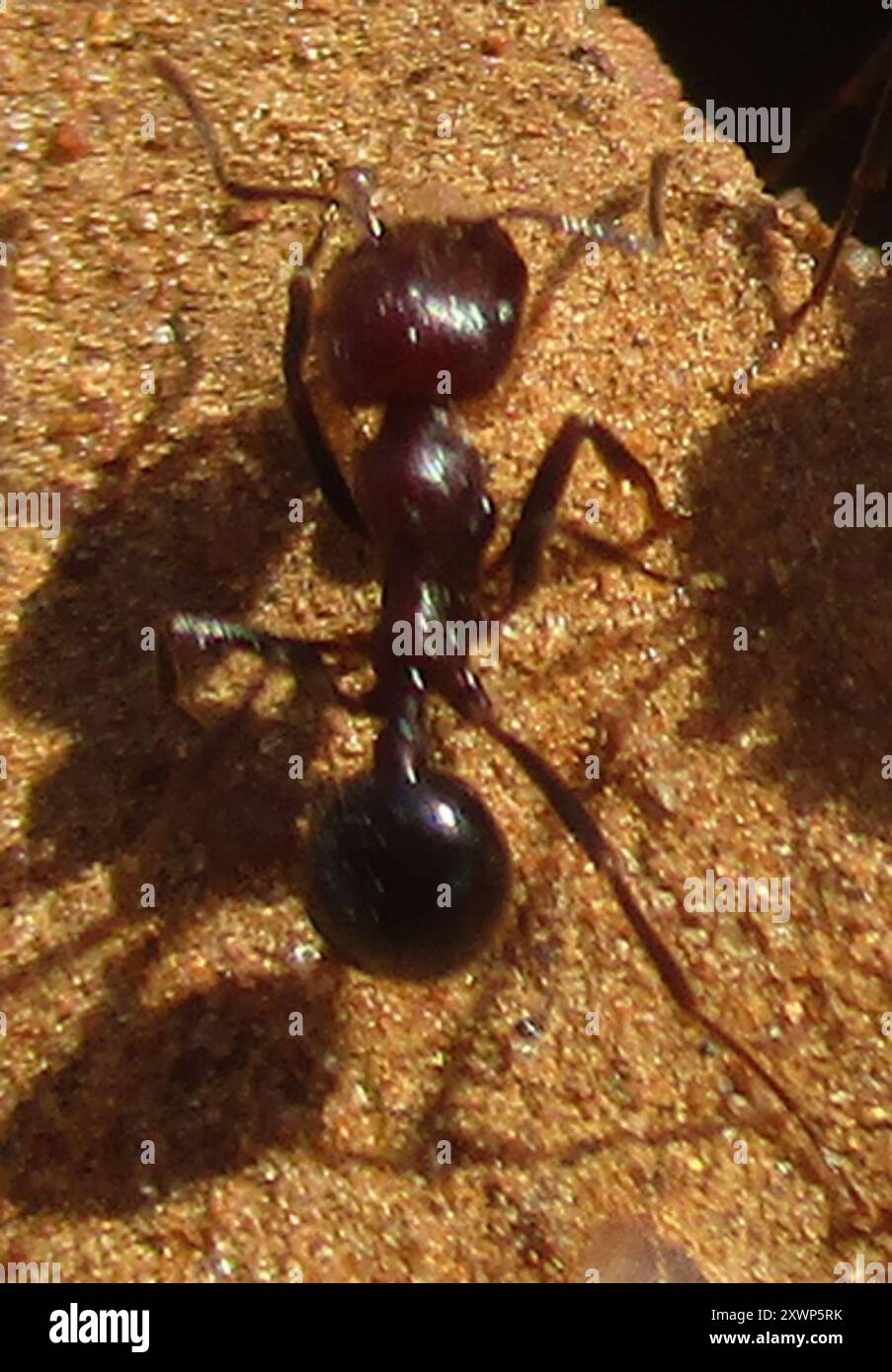 Cape Harvester Ant (Messor capensis) Insecta Stock Photo Alamy