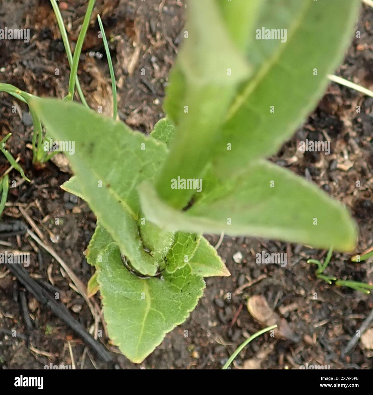 Baroe Tall Baroe (Cyphia elata) Plantae Stock Photo - Alamy