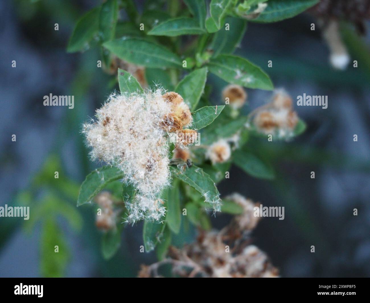 Wingstem Dead Wingstem Camphorweed (Pluchea sagittalis) Plantae Stock Photo - Alamy