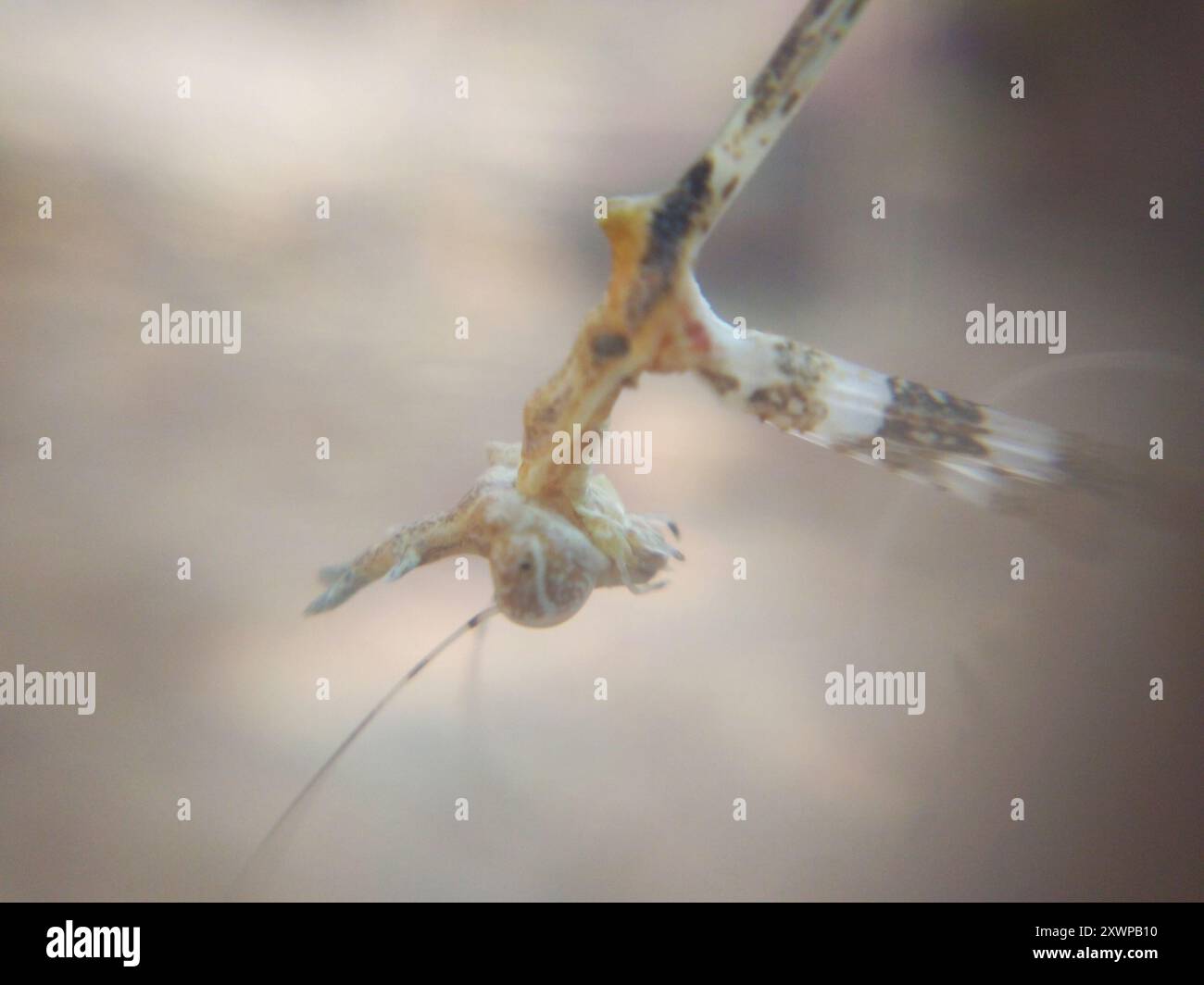 Sibylla pretiosa hi-res stock photography and images - Alamy