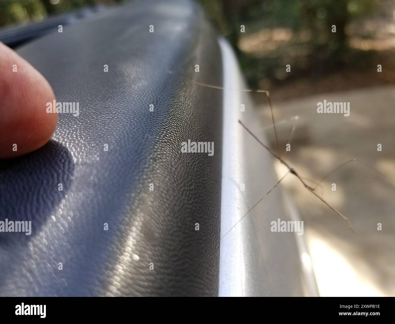 Thread legged bugs hi-res stock photography and images - Alamy