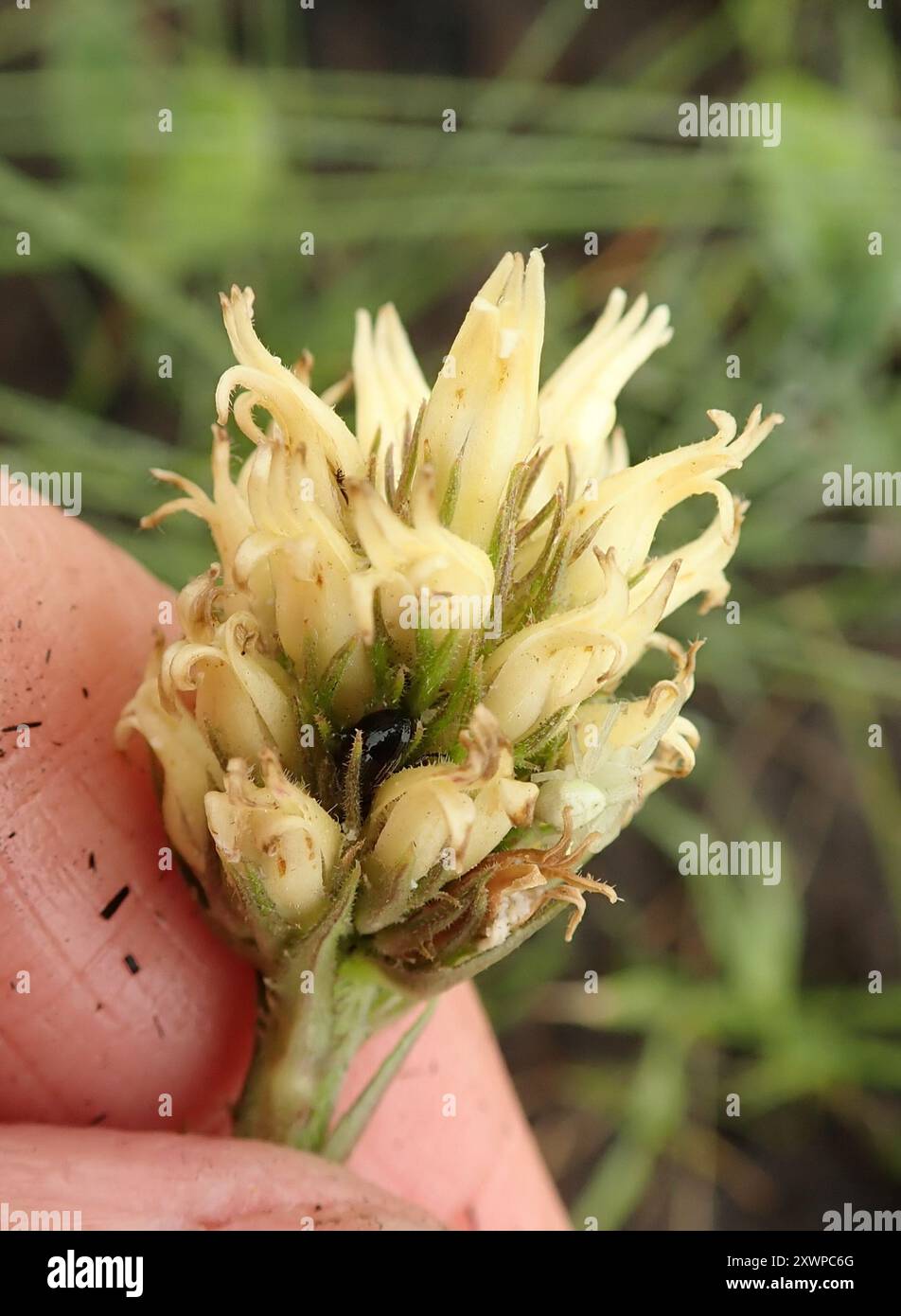 Baroe Tall Baroe (Cyphia elata) Plantae Stock Photo - Alamy