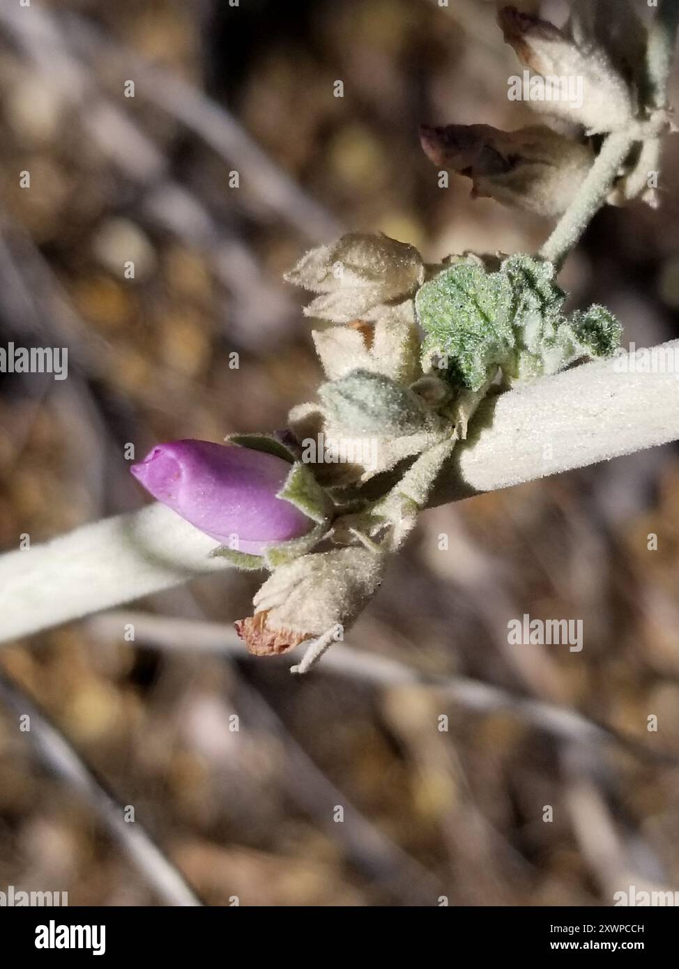 Bush Mallow southern coastal bushmallow (Malacothamnus fasciculatus) Plantae Stock ...