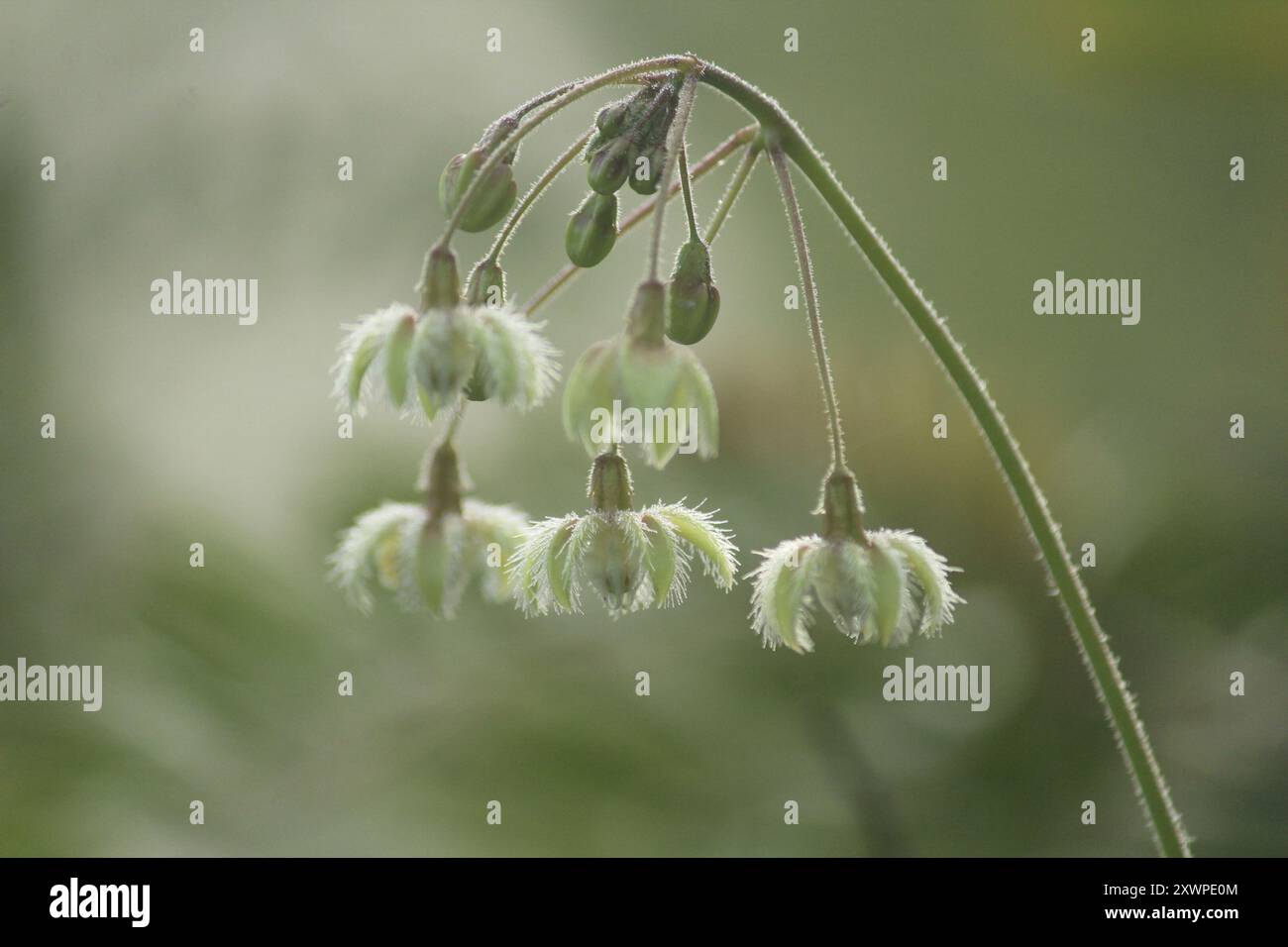 Daemia Trellis Vine (Pergularia daemia daemia) Plantae Stock Photo - Alamy