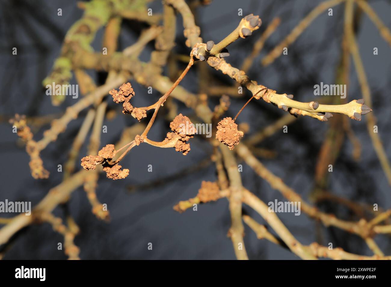 Ash key gall hi-res stock photography and images - Alamy