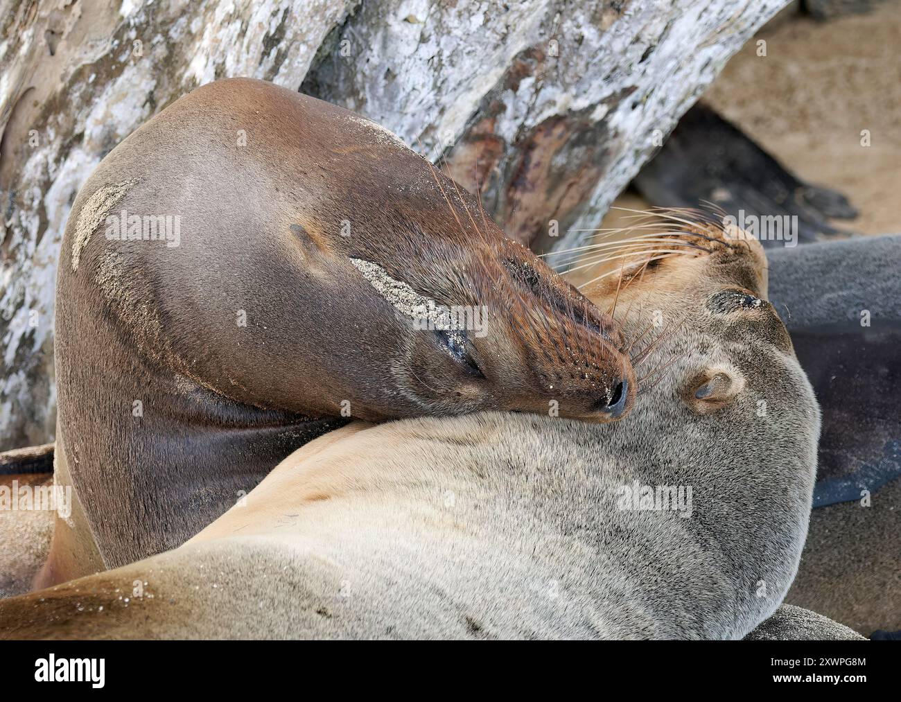 Gal pagos Sea Lion Gal pagos Seel we Otarie Des Gal pagos Zalophus 