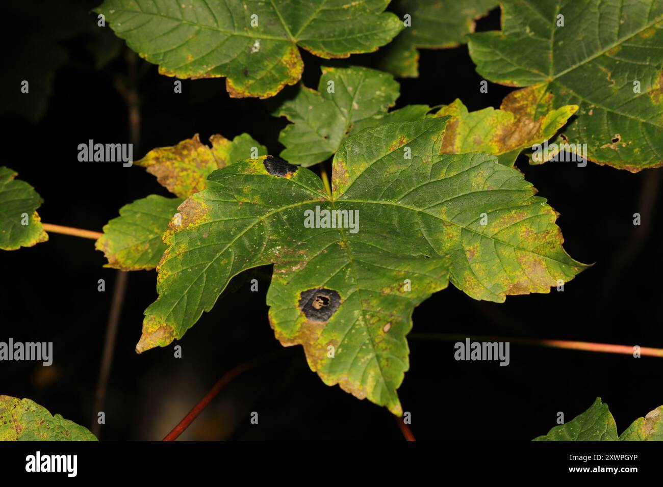 Black Tar Spot Rhytisma Acerinum Fungi Stock Photo Alamy black-tar-spot-rhytisma-acerinum-fungi-stock-photo-alamy