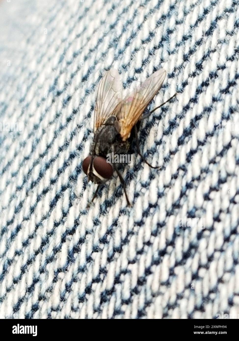 Common House Fly (Musca domestica) Insecta Stock Photo - Alamy