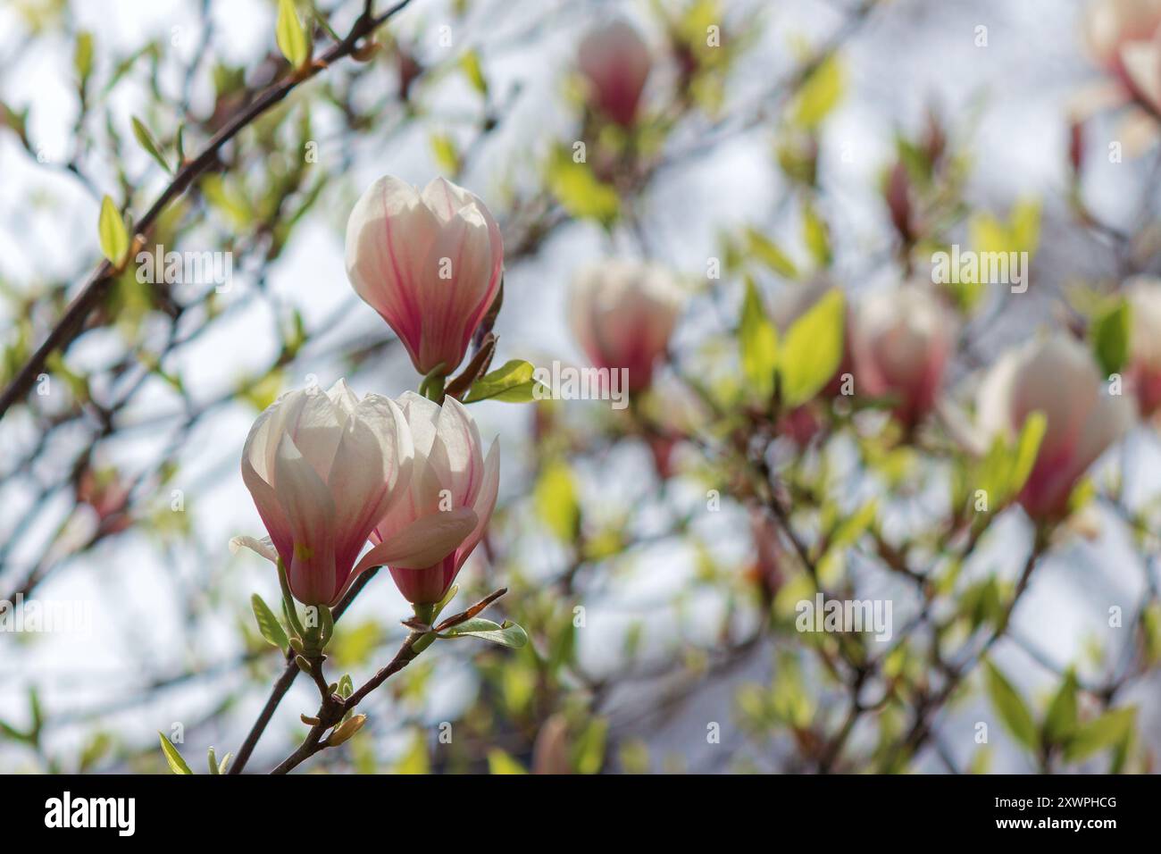 magnolia tree blossom in springtime. tender pink flowers bathing in sunlight. french garden background Stock Photo