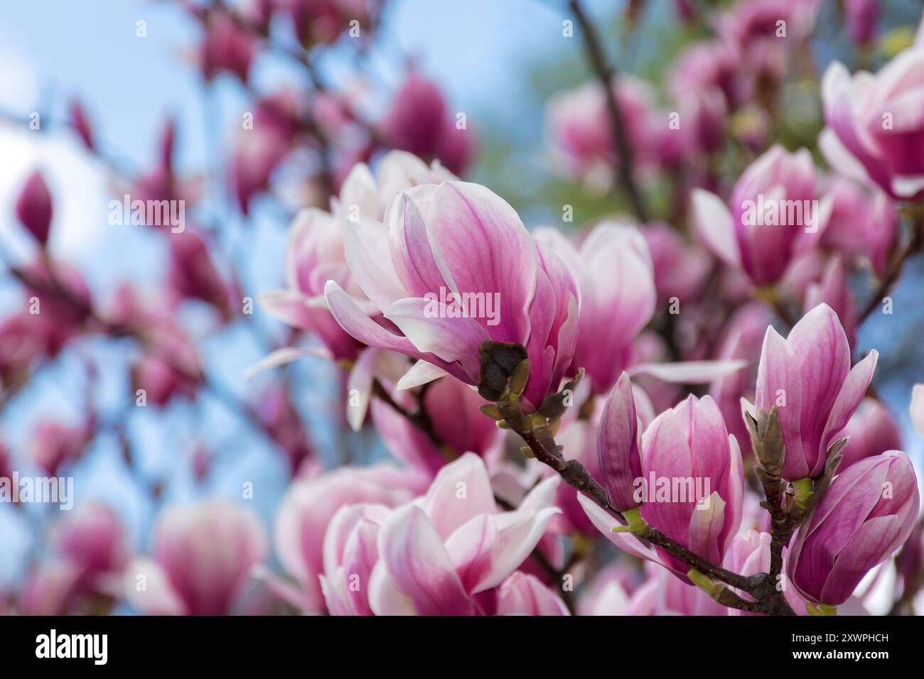 magnolia tree blossom in springtime. tender pink flowers bathing in sunlight. warm april weather Stock Photo