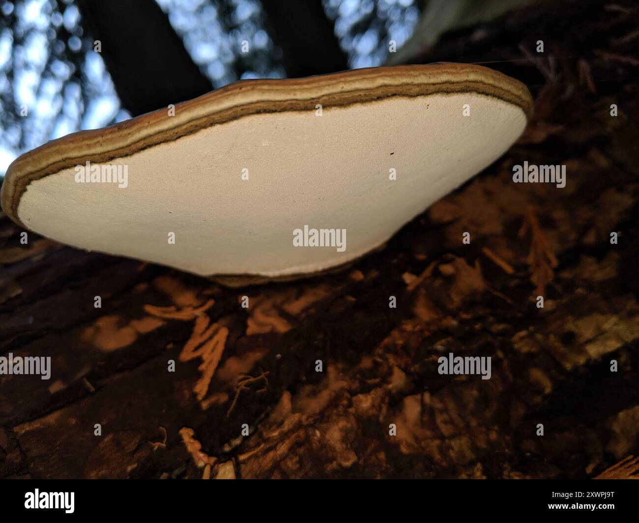 artist's bracket (Ganoderma applanatum) Fungi Stock Photo - Alamy
