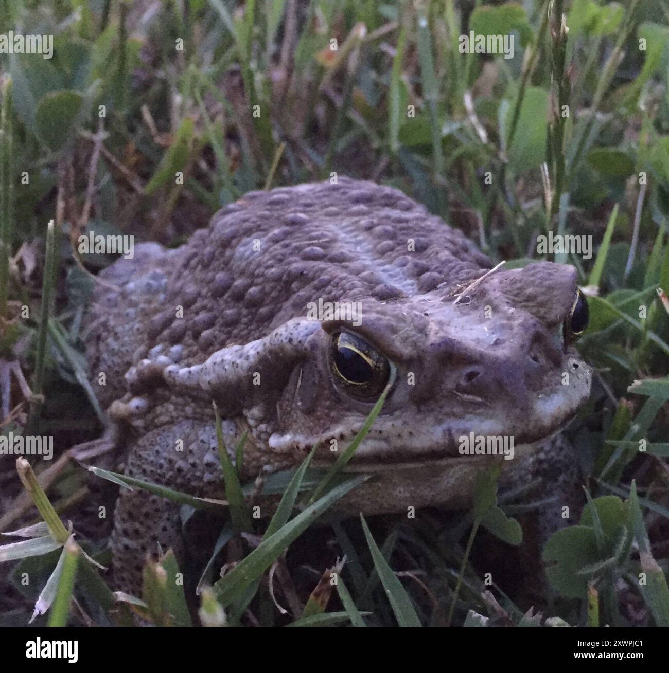 Argentine Toad (Rhinella arenarum) Amphibia Stock Photo - Alamy