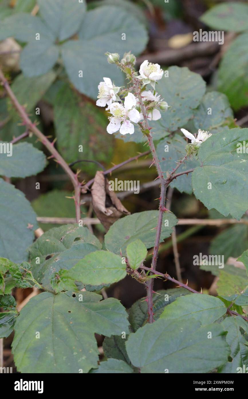 Cuspidate leaved hi-res stock photography and images - Alamy