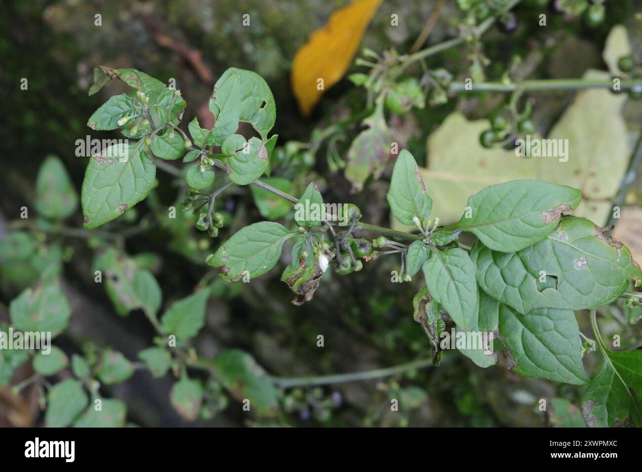 black nightshade (Solanum nigrum) Plantae Stock Photo - Alamy