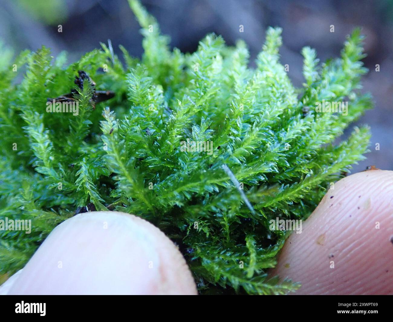 Plagiothecium laetum
