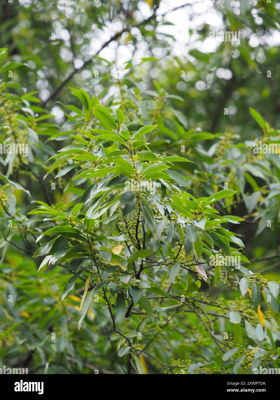 Cubeba hi-res stock photography and images - Alamy