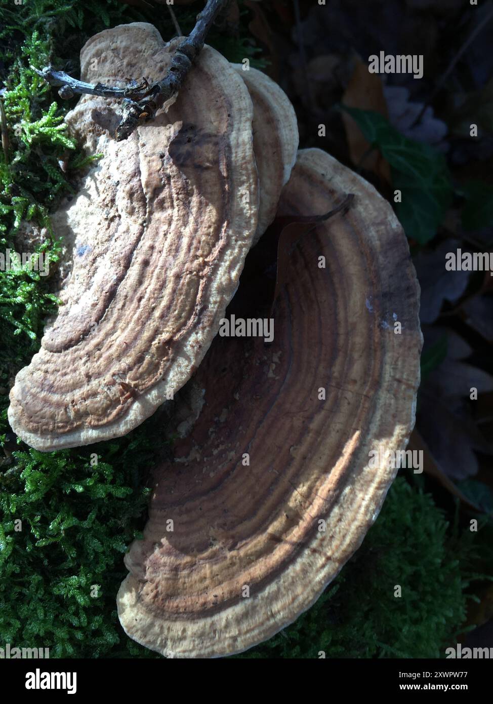 artist's bracket (Ganoderma applanatum) Fungi Stock Photo - Alamy