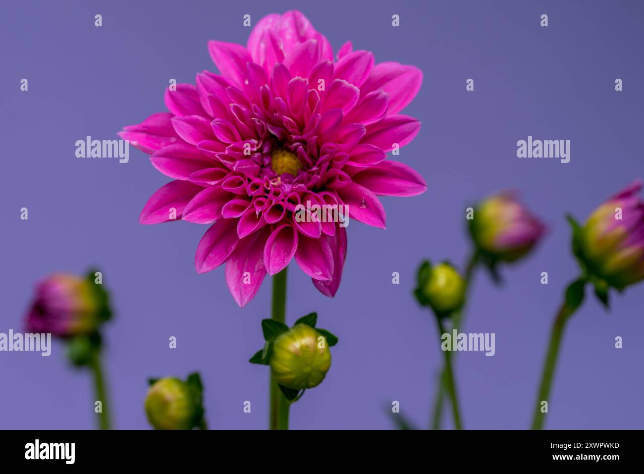 Purple leaf dahlia hi-res stock photography and images - Alamy