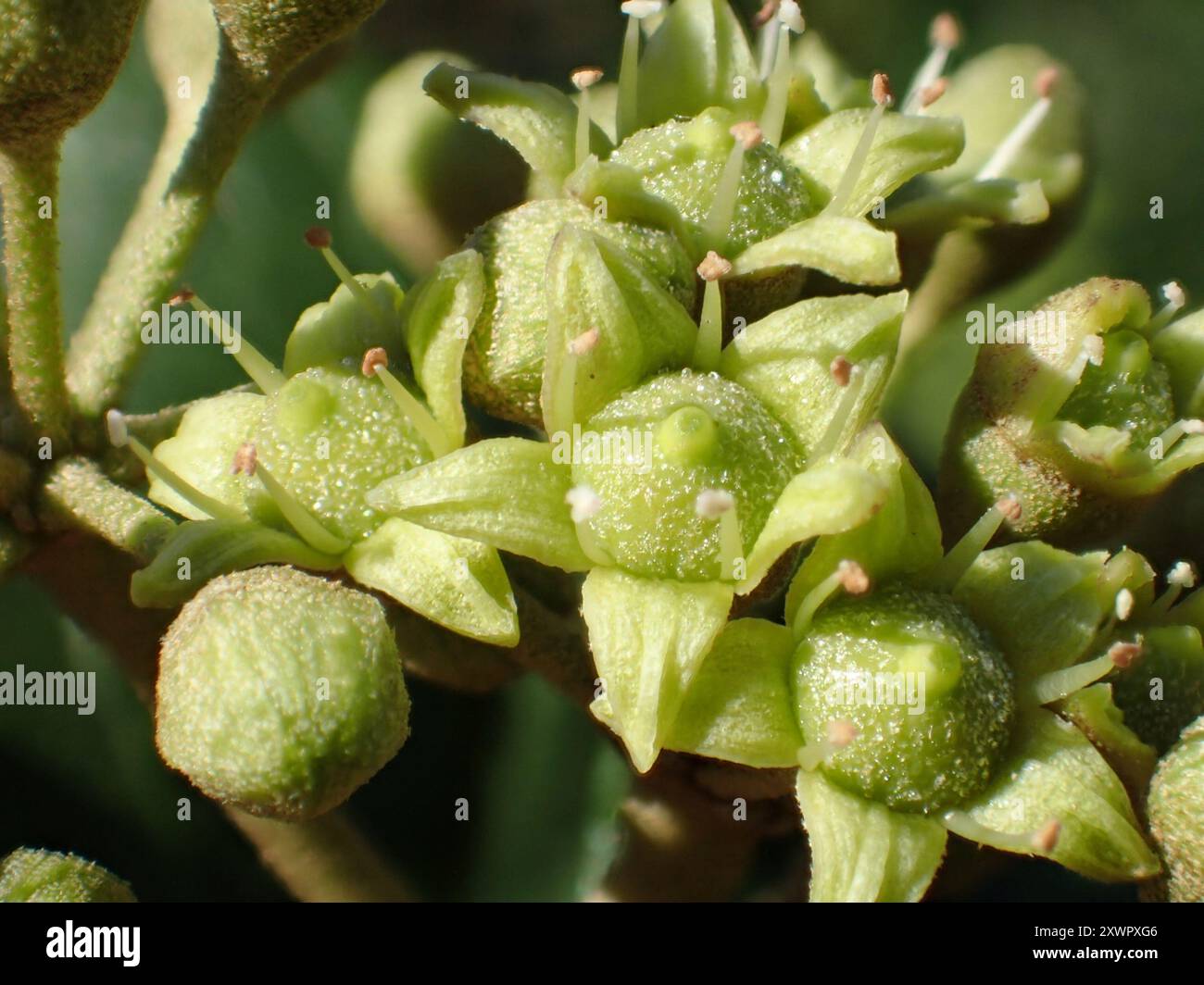 Japanese Ivy (Hedera rhombea) Plantae Stock Photo - Alamy