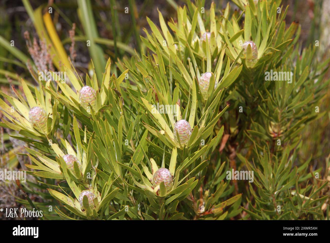 Sickleleaf Conebush (Leucadendron xanthoconus) Plantae Stock Photo