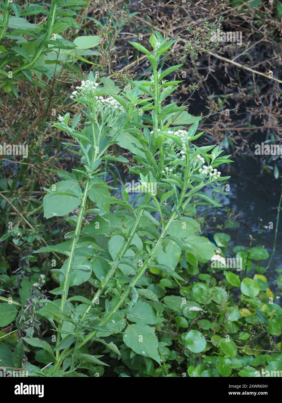 Wingstem Dead Wingstem Camphorweed (Pluchea sagittalis) Plantae Stock Photo - Alamy