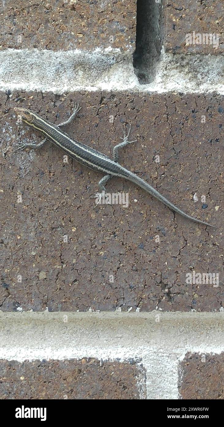 Elegant Snake-eyed Skink (Cryptoblepharus pulcher) Reptilia Stock Photo ...